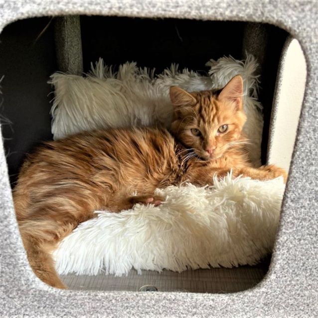 Photo of Toulouse ^^Dandy Cat Rescue^^