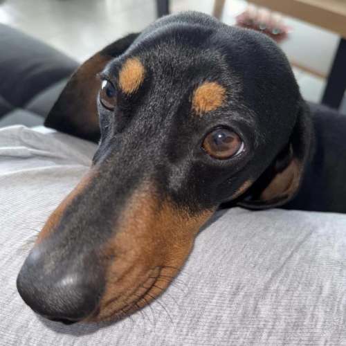 No photo for Frankie