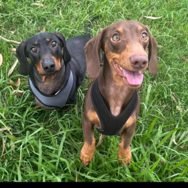 Photo of Charlie And Diesel Bonded Pair                