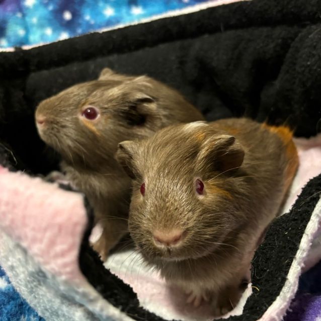 Photo of Maple & Ellery (Located In Coburg)