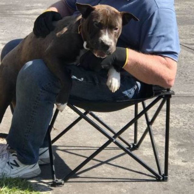 Photo of Sadie