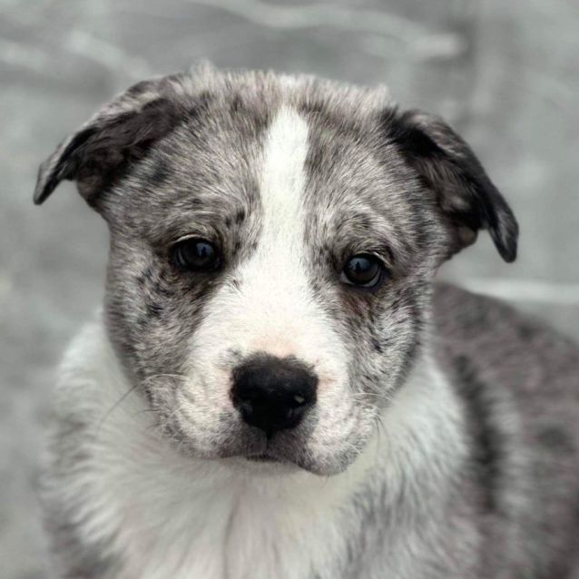 Photo of Harley 😎