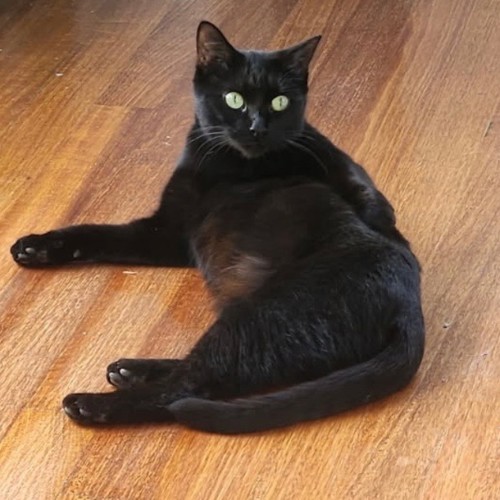 Stella