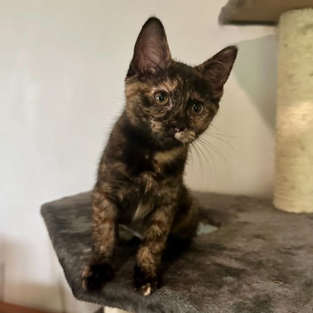 Photo of Ada **2nd Chance Cat Rescue**