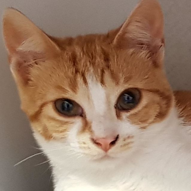 Photo of Foster Home Needed For Ian