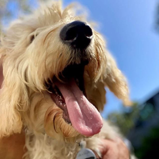 Photo of Millie