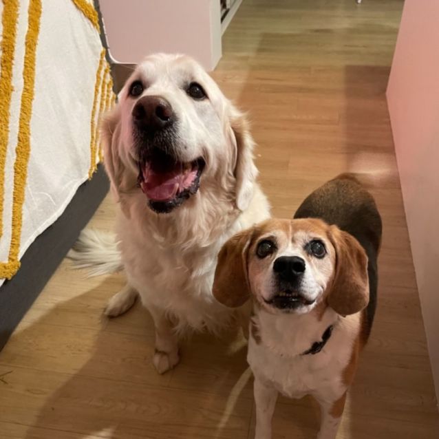 Photo of Jack And Harley 