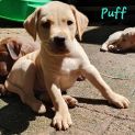 Photo of Puff
