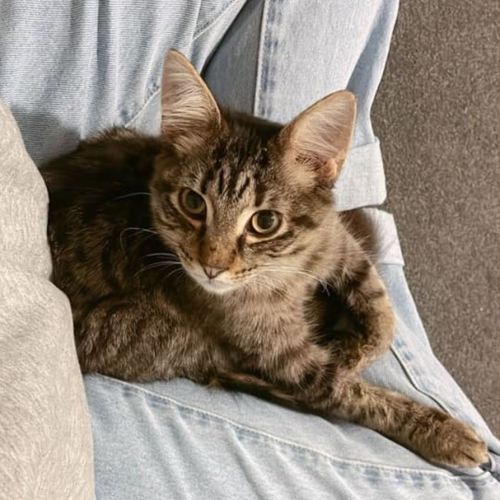Gizmo