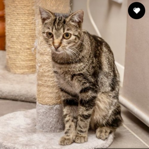 No photo for Bubbles