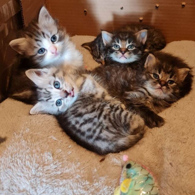 Photo of Skywalker (Located In Edithvale)