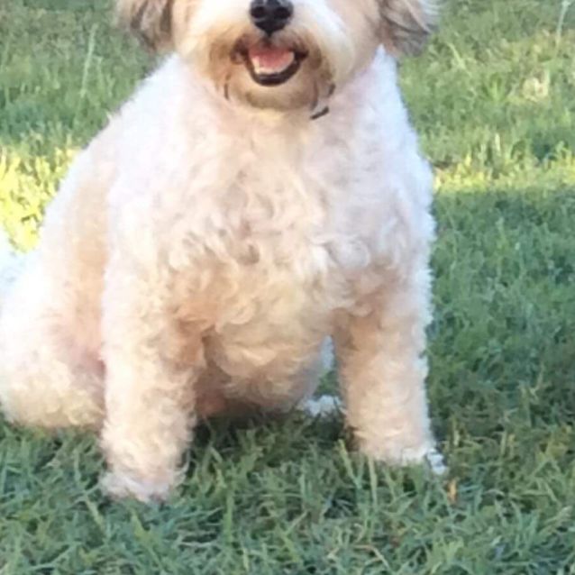 Photo of Gypsie