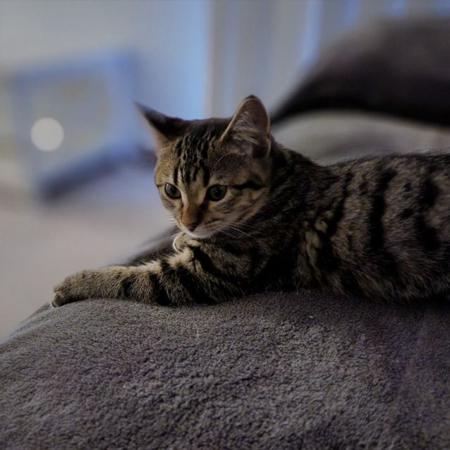 Photo of Lilibet ^^Dandy Cat Rescue^^