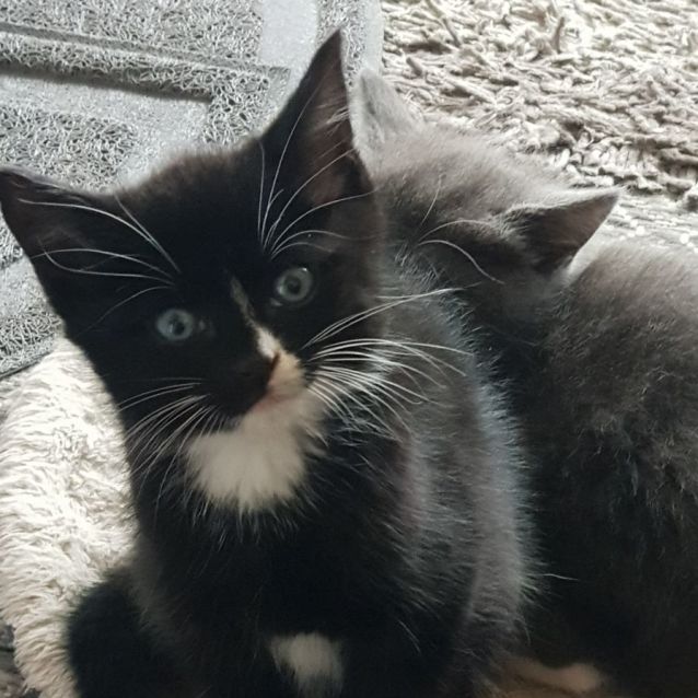 Photo of Boaz 😺💙