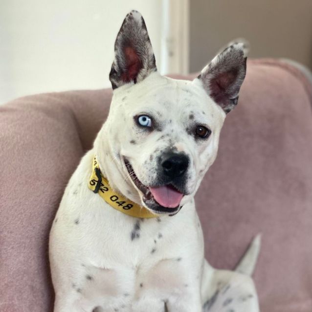 Photo of Bianca