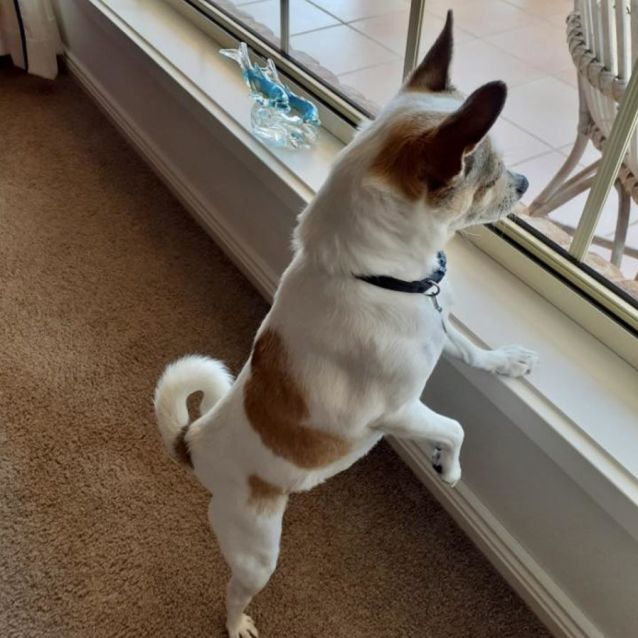 Photo of Gizmo