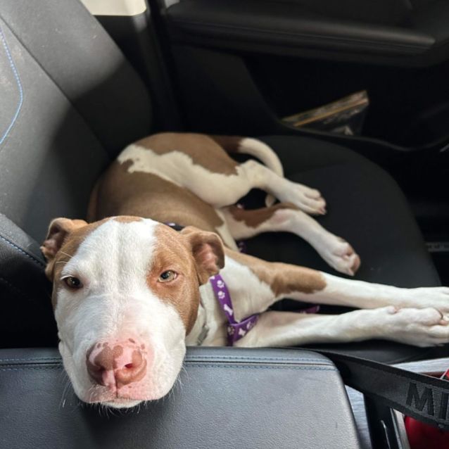 Photo of Princess Leia