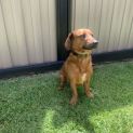 Photo of Peanut