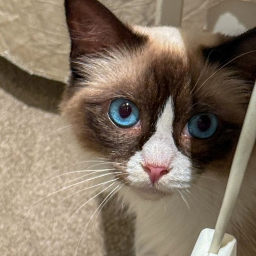 Mochi