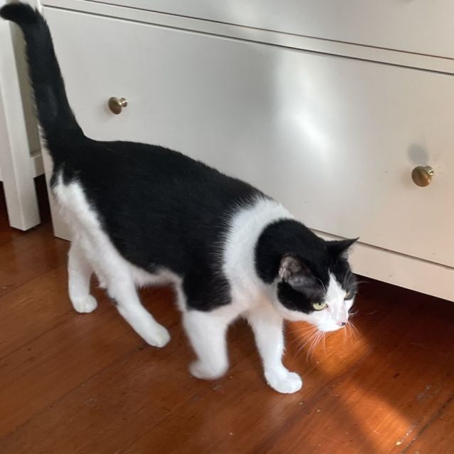 Photo of Kitten *9 Lives Project Rescue*