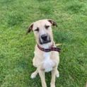 Photo of Dexter