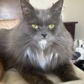 Photo of Enzo