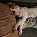 Photo of Penny