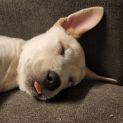 Photo of Jelly Bean
