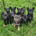 Photo of Indie