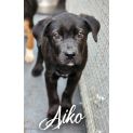 Photo of Aiko