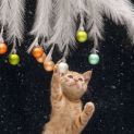 Photo of Ruebli **2nd Chance Cat Rescue**