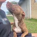 Photo of Dobbie