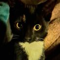 Photo of Oren **2nd Chance Cat Rescue**