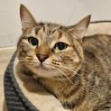 Photo of Coco **2nd Chance Cat Rescue**