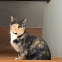 Photo of Cho
