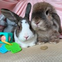 Photo of Honey & Brayden (Located In Wantirna South)
