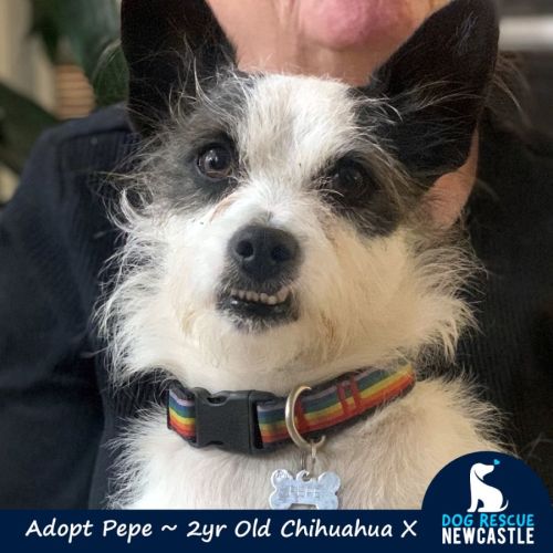 Pepe ~ 2yr Old Chihuahua X (On Trial 5/9/21)