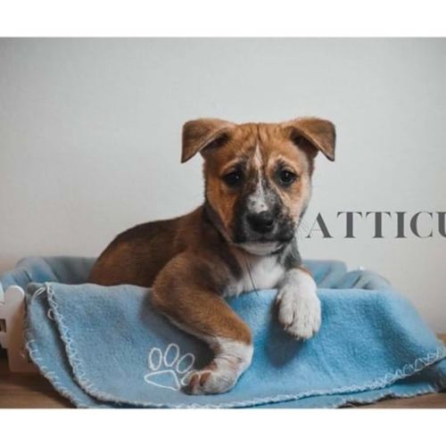 Atticus