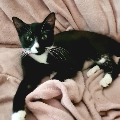 Lexi - Loves kids, cats & dogs!