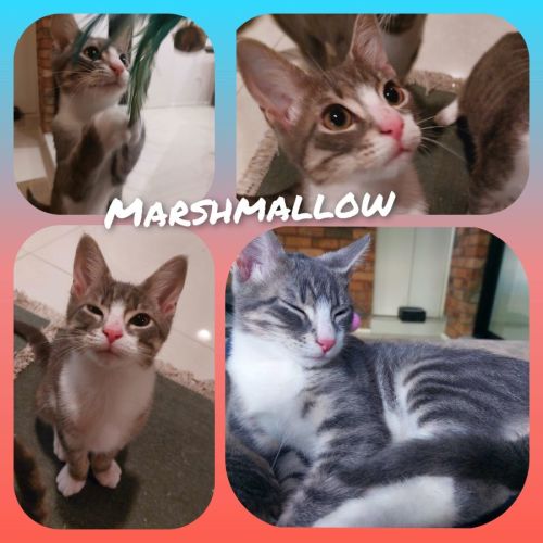 Marshmellow