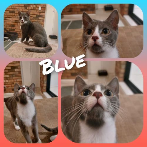 Blue
