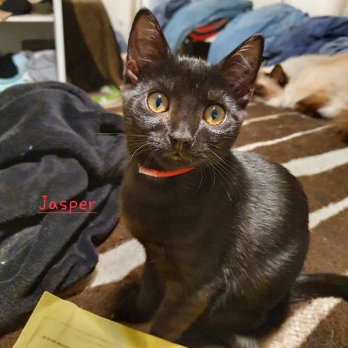 Jasper