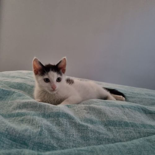 Oliver ** Sweetest Little Prince **