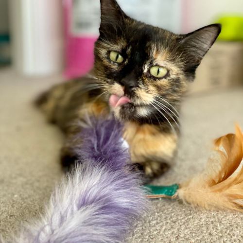 Tui (Located in Docklands)