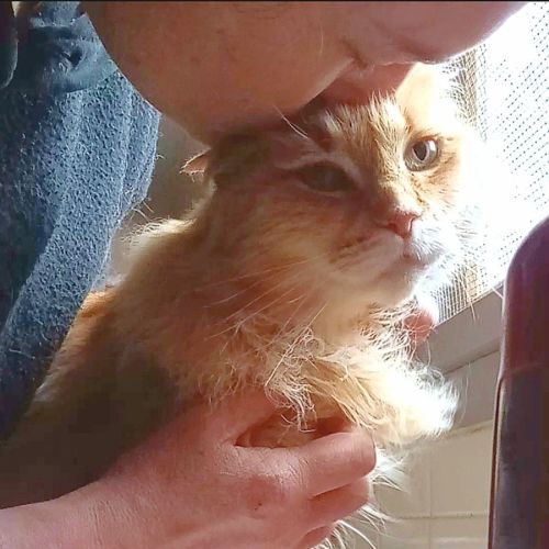 Mickey. Dog & cat friendly! 🐈