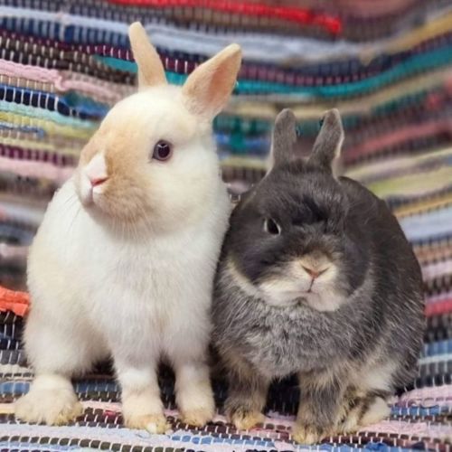 Cloud & Snowy (Located in Wantirna South)