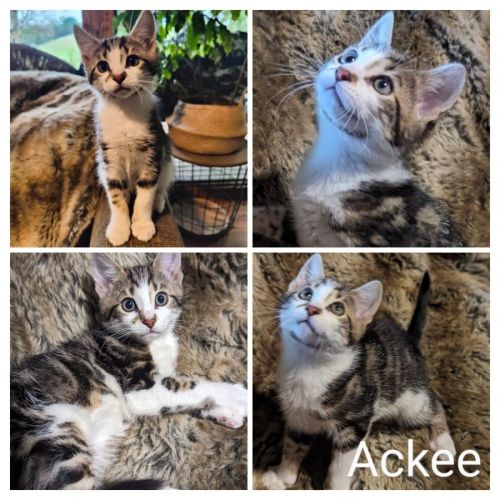 Ackee **2nd Chance Cat Rescue**