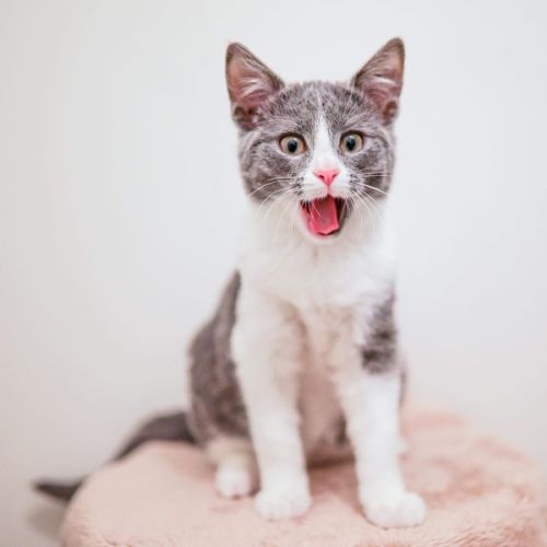 🩶🩵Goma!🩵🩶