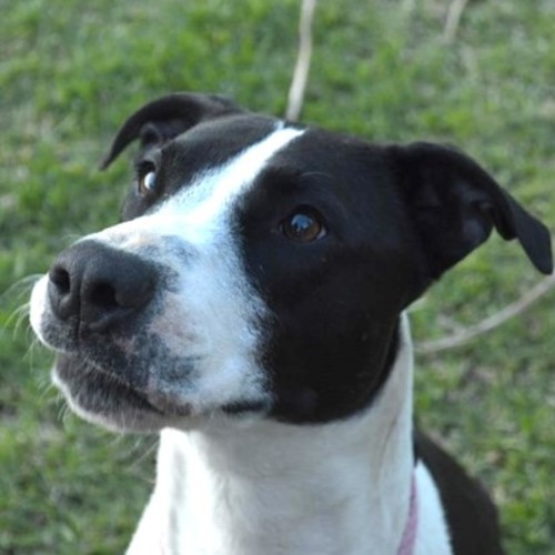 No photo for Jelly Bean