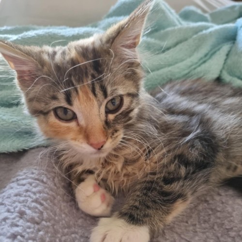 Snippet **2nd Chance Cat Rescue**